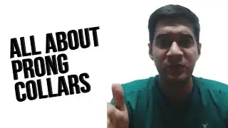All About #prongcollar