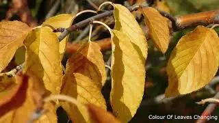 Autumn Leaves Falling From Tree | Beautiful Autumn Season Video