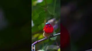 Beautiful Bird Chirping Nature Sounds #shorts #nature #bird #birdslover #relaxation #stressrelief