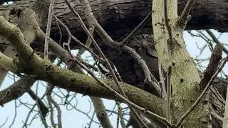 “A great spotted woodpecker taps along branches and twigs on a cloudy afternoon 🐦🌳” #birdwatching