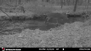 Whitetail buck with super tall rack and doe crossing the brook