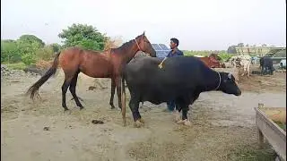 Majestic Horses Running in the Wild | Grace and Power in Motion