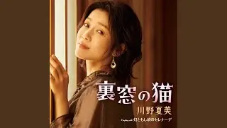 裏窓の猫