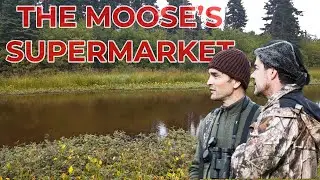 What Does a Moose Eat? Habitat and environment. Aquatic plants and moose in heaven. #moosehunting