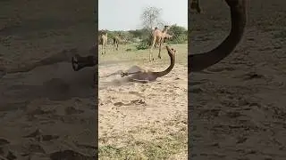 Camel Relaxing Animal حيوان استرخاء الجمل #relaxing #nature #camel  #animal #shorts #shortsvideo #yt