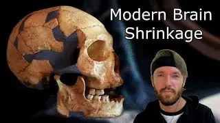 Why Are Humans so Dumb in 2023? Brain Shrinkage Explained @StefanMilo