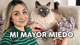 Mis gatos enfermaron y esto fue lo que aprendí