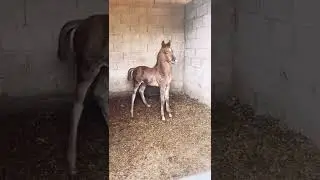 🇲🇽 POTRILLO 🇲🇽#viral #potrillos #caballos