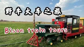 Terry bison ranch, one hour Bison train tours. 野牛火车之旅，坐着火车看风景，喂野牛。横跨怀俄明州和科罗拉多州的大农场。