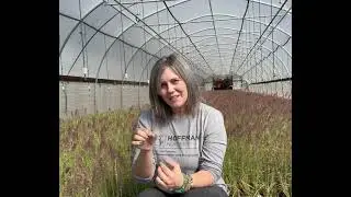 A Look at Pennisetum orientale 'Karley Rose' in Bloom.