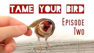 How to make your bird eat from your hand (Step-by-step Tutorial)