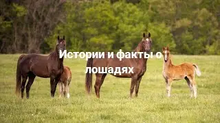 Истории и факты о лошадях 