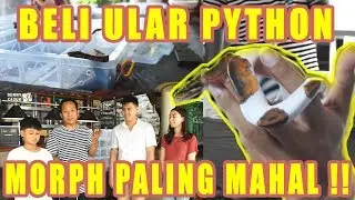 BELI ULAR PYTHON MORPH PALING MAHAL DI INDONESIA