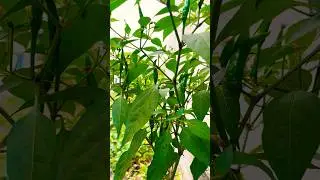 Natural Green Chili #music #deepsleep #shorts #viral
