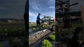 Farming , grafting trees , harvesting machines working #satisfyingvideo #farming #farmlife #exciting