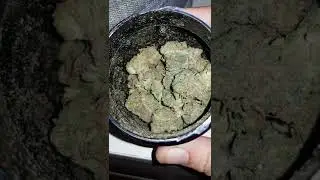 Bubblegum Zkittles 19 Alpha Eight