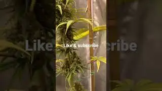 Grown with General hydroponics 💯⛽️💨💨