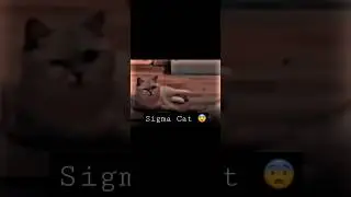 The Real Sigma Cat 😨🤯😱 #shorts #sigma #sigmarule #cat #edit #short #real #trend # #anime #gaming
