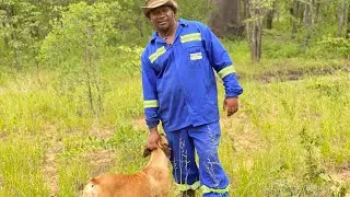 Farming Zimbabwe Overlow Farm Mhondoro Ngezi Dog mans best friend.