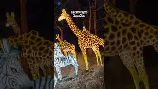 Best ever Holiday Lights | Bronx Zoo| New York City