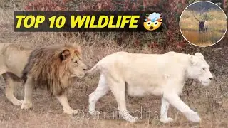 ​&ldquo;Hidden Camera in the Forest Reveals Wild Animals&rsquo; Secret Behavior!&rdquo; #wilflife #unitedstates #usa 