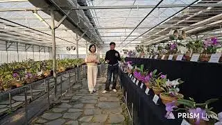화성난농원 라이브 방송- 전시회  리뷰 (feat.  억불난농원)