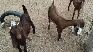 Goat farming seowa 9649399498 फार्म के लिए सम्पर्क करें