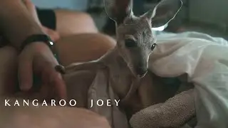 I rescue a Baby Kangaroo