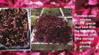 SBE16 The development and performance of plant species in Brazilian extensive green roofs