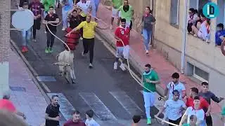 Toro del Alba Cuerva