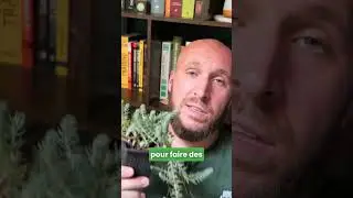 Une plante increvable m&ecirc;me pour les nuls !