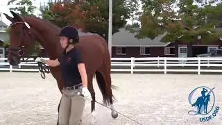 Introduction to Sport Horse In Hand Classes