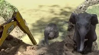 Baby elephant rescued from a well !