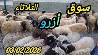 #سوق الثلاثاء أزرو بتاريخ 03/02/2026#اكسبلور #animals 