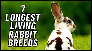7 Longest Living Rabbit Breeds