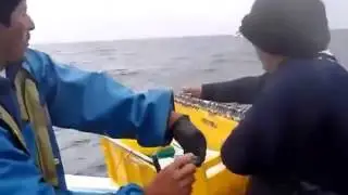 A prototype of the Medina Artisan Fishing System