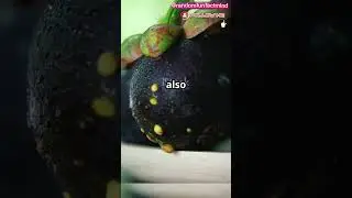 Why Mangosteen Is Called the Queen of Fruits 👑🍇 | Tropical Fruit Facts