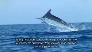 Understanding Tides and Currents: How They Affect Saltwater Fishing