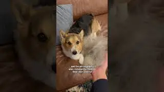 3 dog mom confessions that might get me cancelled