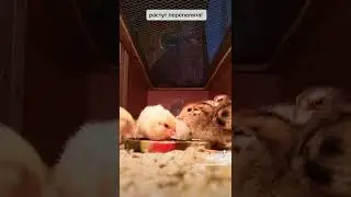 Суточные перепелята