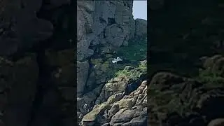 Grand corbeau vs go&eacute;land argent&eacute; &mdash; Hoedic