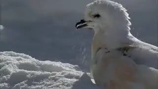Animal documentrey in Urdu