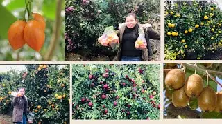 Fruit tasting and picking || Australian-Filipina couple || Melbourne Australia