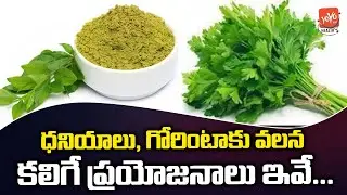 Benefits of Using Mehendi | Health Secrets Of Gorintaku | Dhaniyalu | Health Tips | YOYO TV HEALTH