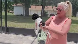 SOLD Bloom Female 5 month Mini Labradoodle on sale for $1500 9048389628 www.tlcpuppylove.com