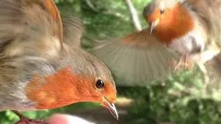 Birds Flying in Slow Motion : Hand Feeding Birds