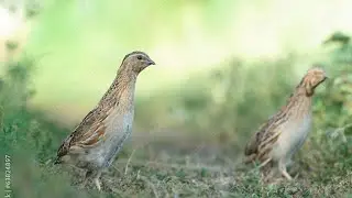 female quail sound madi batair ki awaz | quail sounds | bedana sayrashi