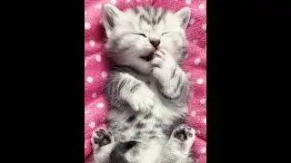 Cute funny  moments of cats#viralvideo #cute #cutepaws