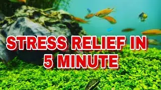 Stress Relief Aquarium Video | Music for Meditation | 5 min Stress Relief video