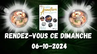 Comment ce porte ma colonie de fourmis non identifi&eacute;e ? ( annonce bourse Bailleul )